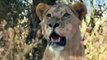 ᴴᴰ Wild Animals Fight To The Death⭐Animal attack-Best Animals Fights-Wild Animals attacks 2017