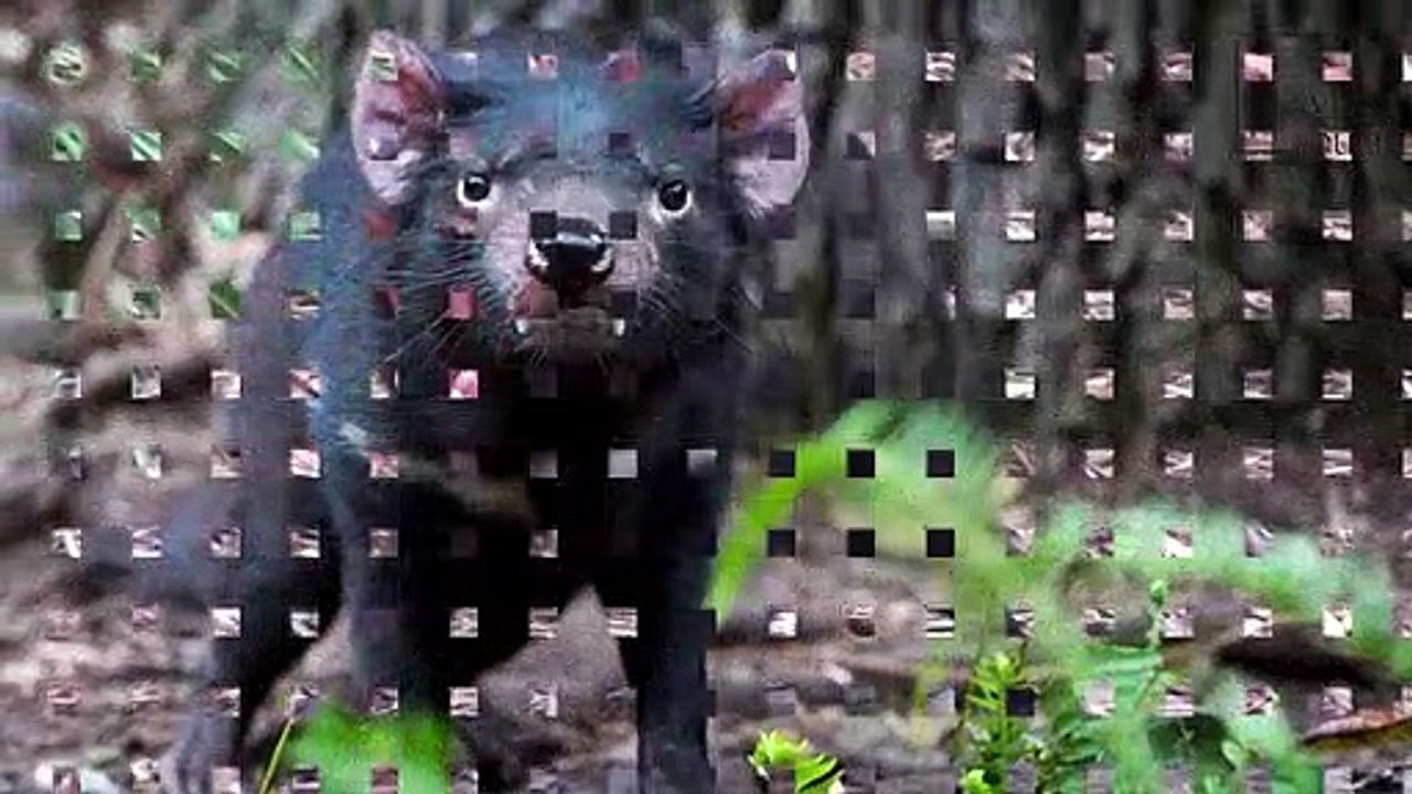 #Tasmanian devil #Interesting facts Interesting facts about Tasmanian devil