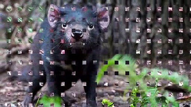 #Tasmanian devil #Interesting facts Interesting facts about Tasmanian devil