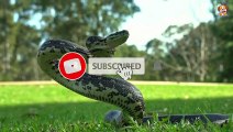 Dangerous Snakes 4k video. Wildlife beautiful Snakes scene.