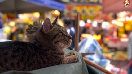 Cat funny moments ।।  Cute funny cats videos. 4k video