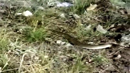 Amazing Eagle Eats Cobra- Wild African Animal Attack