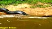 Africant Animal- Giant Anaconda Attacks Human- Big Snake Attack