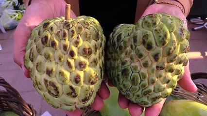 Alanyalı'nın yeni gözdesi  atemoya tropikal meyvesi