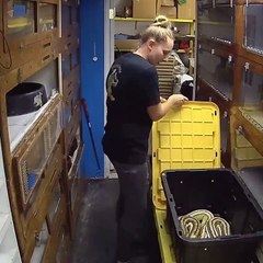 La réaction d'une femme face à un serpent qui tente de l'attaquer