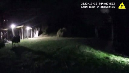 Lhama dribla policiais americanos