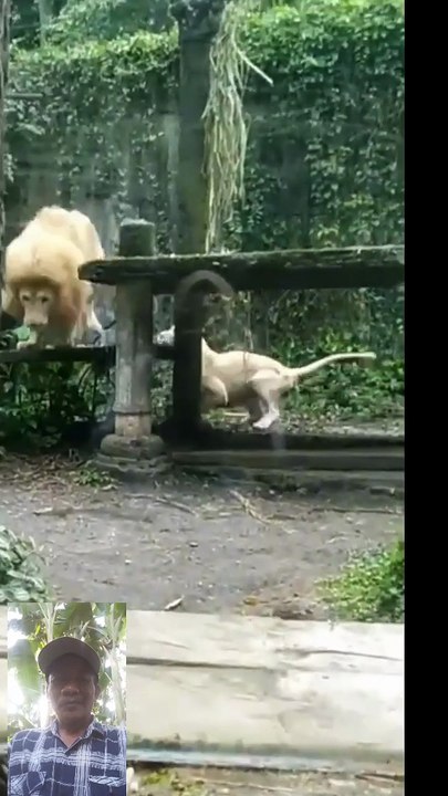 Singa bercanda dgn reaksi