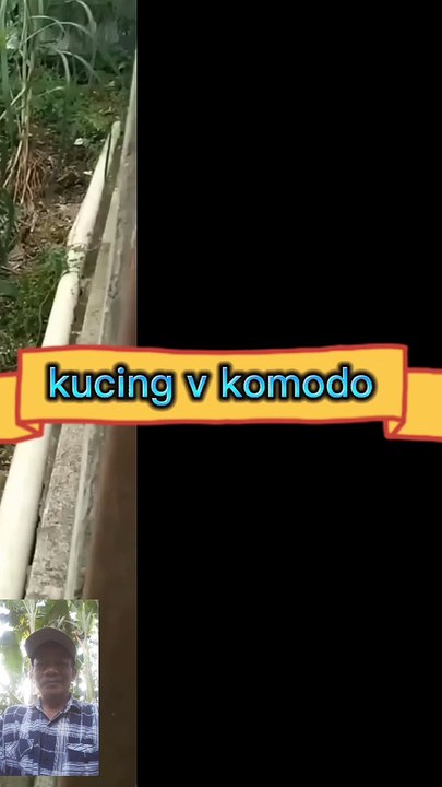 Kucing v komodo