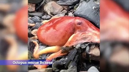 Edinburgh review of the year April 2022: Octopus Rescue Bo'ness