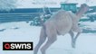 Adorable moment camel galloped and jumped for joy at seeing snow for the first time