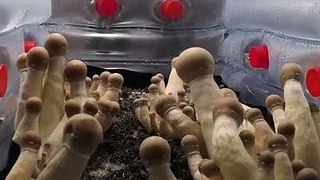 La croissance de plusieurs champignons anaccéléré