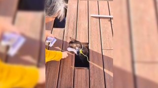 Un chat guide un câble sous une terrasse en bois