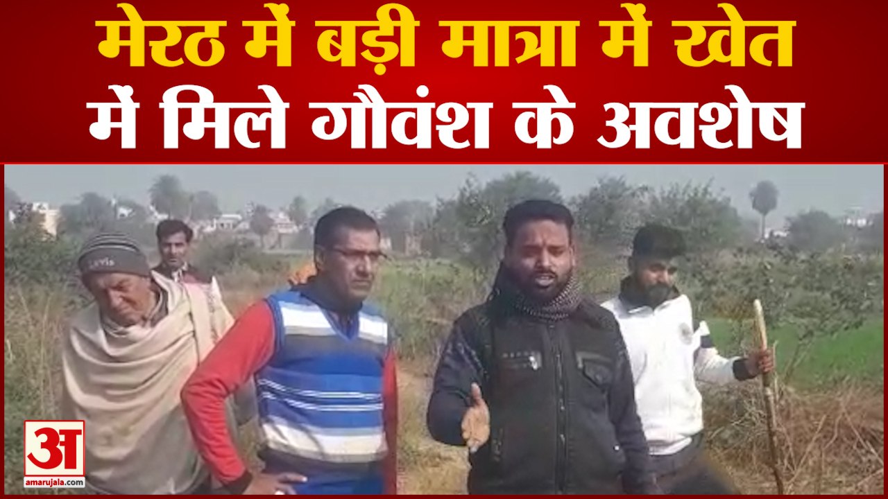 Meerut News: मेरठ में बड़ी मात्रा में खेत में मिले गौवंश के अवशेष  | UP News