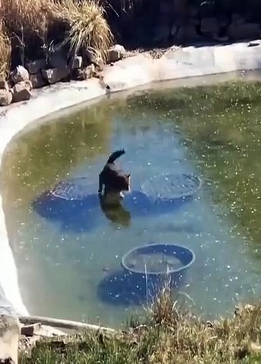 Un chat essaye d'attraper un poisson dans un lac gelé