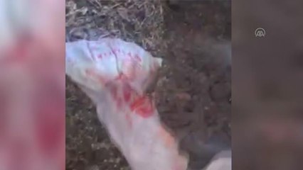 ESKİŞEHİR - Araziye bırakılan ağzı bağlı çuvaldaki 7 köpek yavrusunu işçiler kurtardı