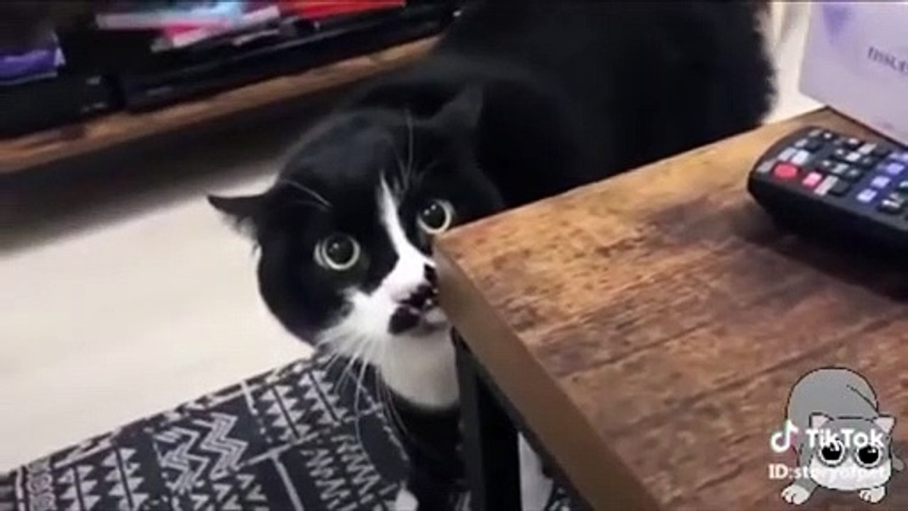 Cat cute