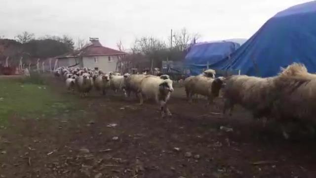 Amasya Çambükü'nde Mera Alanları Ellerinden Alınan Köylüler: Bu Kadar Hayvanın Gübresi Burada Kaldı. Ne Yapalım, Valiliğe mi Yıkalım