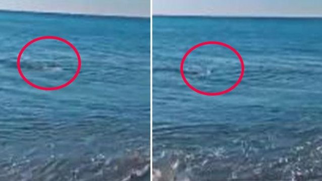 Kıyıdan denize olta atan balıkçının misinaya gelen hayvanı görünce korkudan elleri titredi