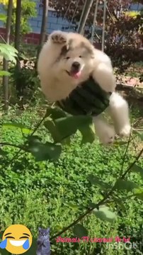 Best Funny animals videos funny cats and dogs videos with jokes about cats funny videos