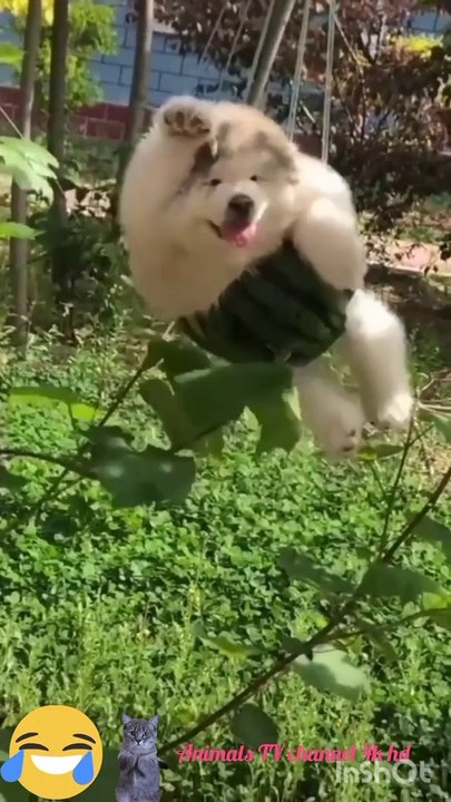 Best Funny animals videos funny cats  and dogs videos with jokes about cats funny videos