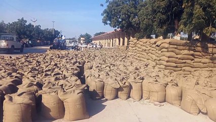 जीरा तो बन गया अब नागौर में हीरा, लेने के लिए उमड़ी भीड़