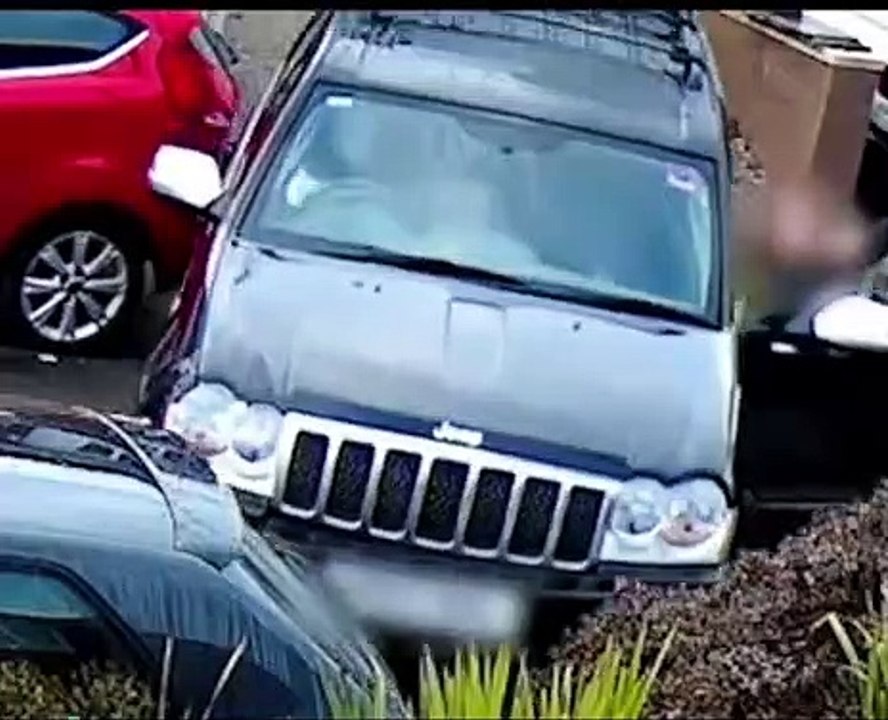 Un chien prend le contrôle d'une voiture et provoque un accident