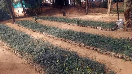 नागौर की बयार में महकेगी अमरूद, इमली व जामुन की सुगंध