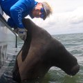 Monster Hammerhead Shark Caught in South Carolina