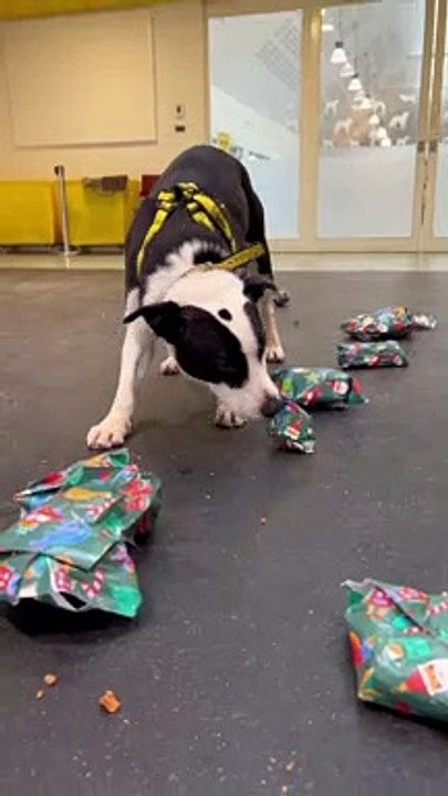 Santa Paws has visited Dogs Trust