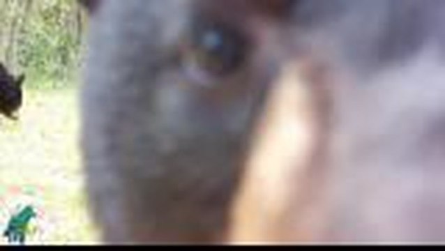 Bear cub 'adjusts' camera, captures some 'pretty good' wildlife shots