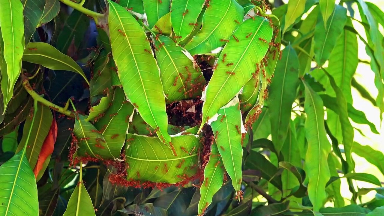 Asias Weirdest Episode 1 Quest For Love