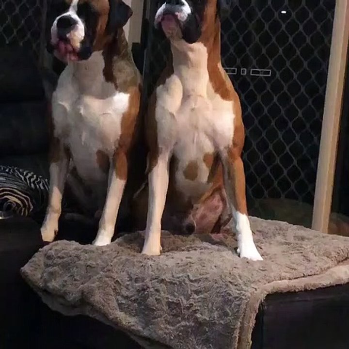 The Singing Boxer Brothers