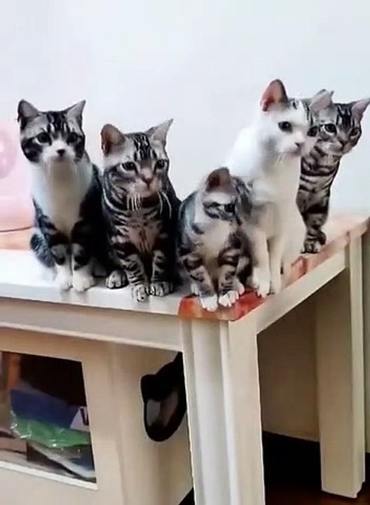 cute cat scared