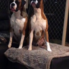 The Singing Boxer Brothers