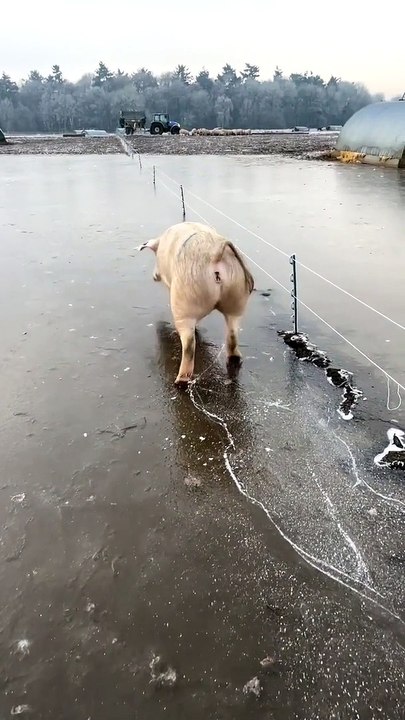 Pig Walks on Ice