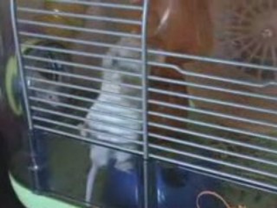 Acrobaties dans la cage