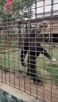 Ce gorille marche comme un gros dur... chef du zoo