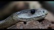 Interesting facts about snakes-documentary