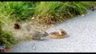 Wild Animal- Snake And Squirrel Fighting in Africa- Amazing animal fighting