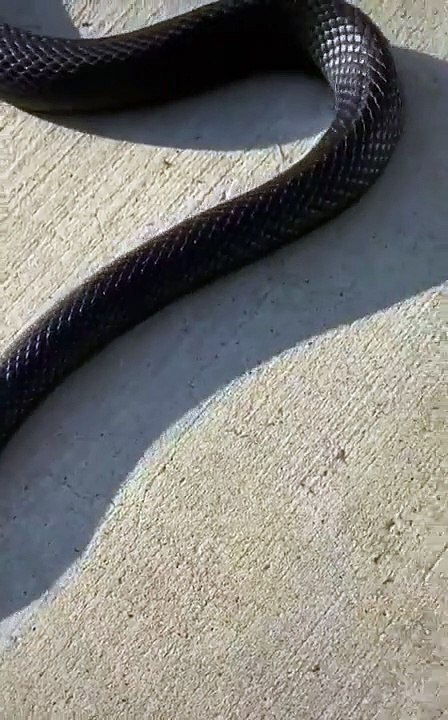 amazing snake #shorts (19)