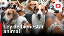 Podemos claudica y los perros de caza quedarán fuera de la ley de bienestar animal