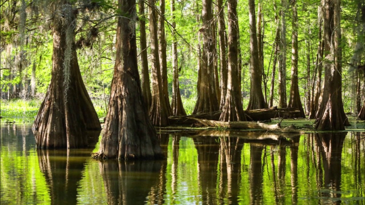 George Duke. At A Glance. Musique nature. Photos du Bayou