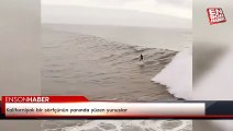 Kaliforniyalı bir sörfçünün yanında yüzen yunuslar