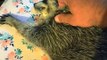 Sleepy Raccoon Demands Pets