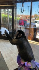 Capuchin Monkey Enjoys Cleaning Windows