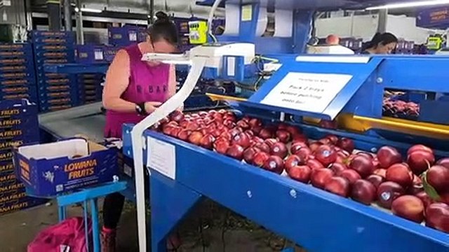 Fruit growers in the South Australia's Riverland concerned about fruit fly outbreak