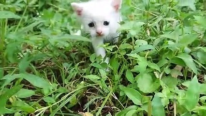 The sound of a baby cat calling its mother(480p)