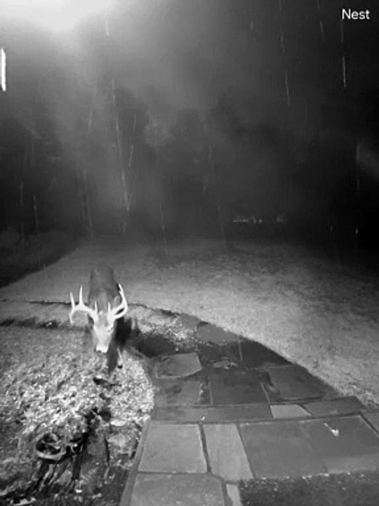 Deer Caught Eating Shrubs by Doorbell Camera