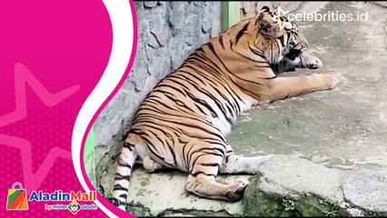 Jelang Libur Nataru, Taman Margasatwa Serulingmas Banjarnegara Kehadiran Bayi Harimau