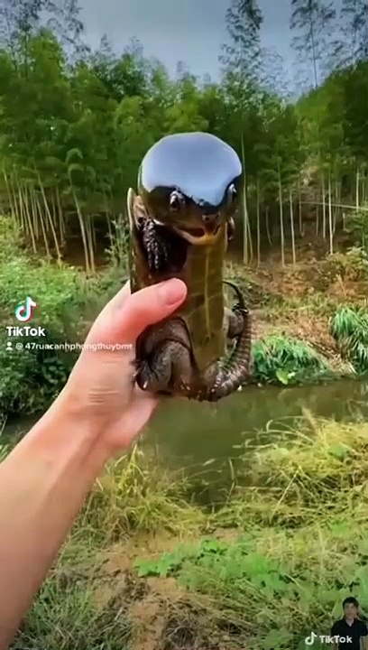 Tortuga con cabeza Gigante